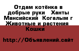 Отдам котёнка в добрые руки - Ханты-Мансийский, Когалым г. Животные и растения » Кошки   